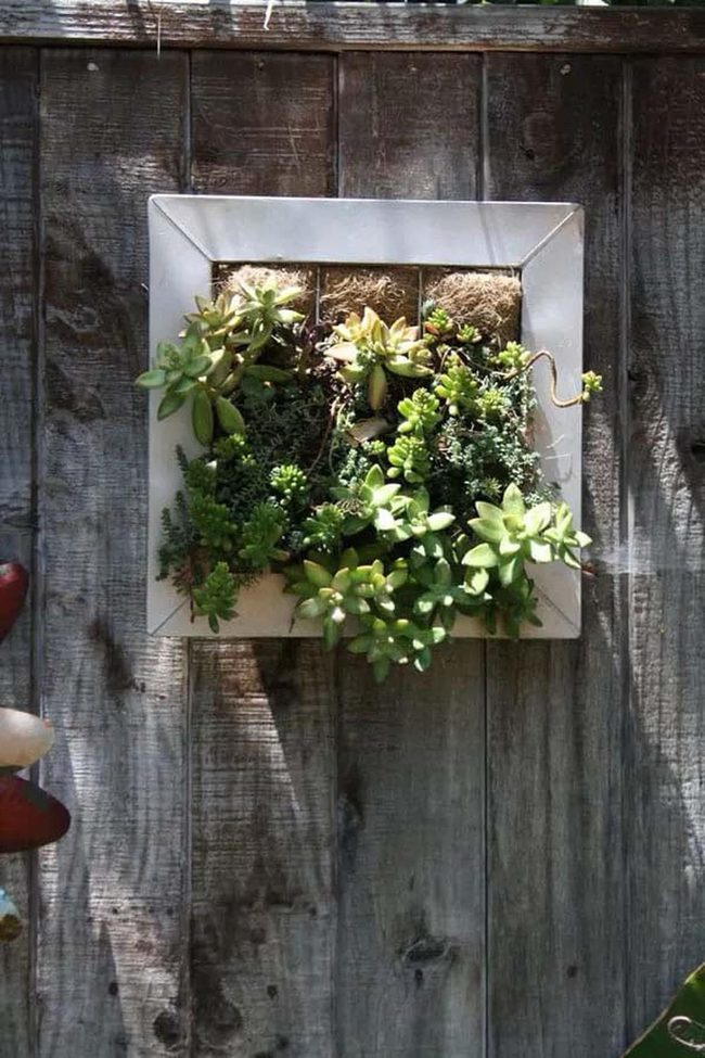 Old Frame Succulent Wall Garden