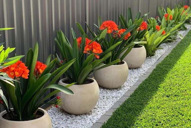 Orangey-Red Potted Flowers Pop