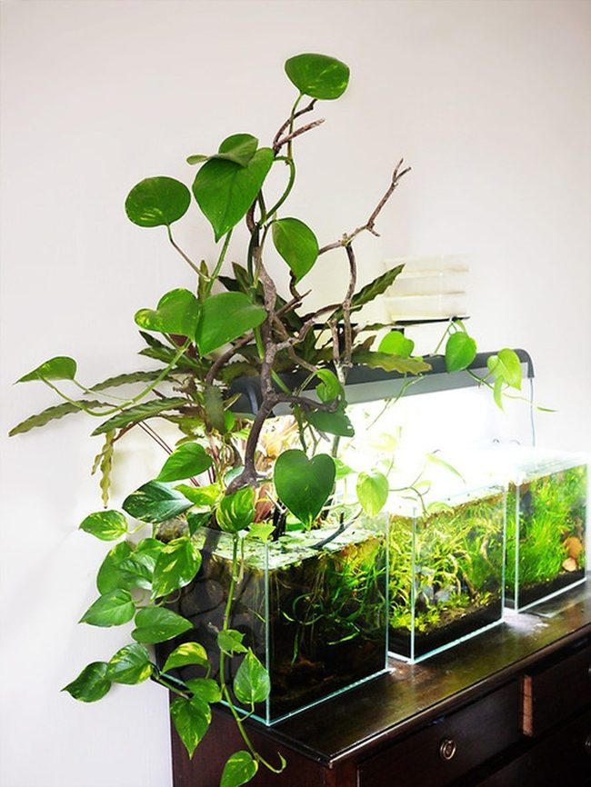 Green Vines Bridge Multiple Tanks