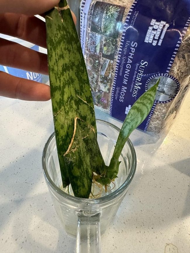 Green Striped Plants In Glass