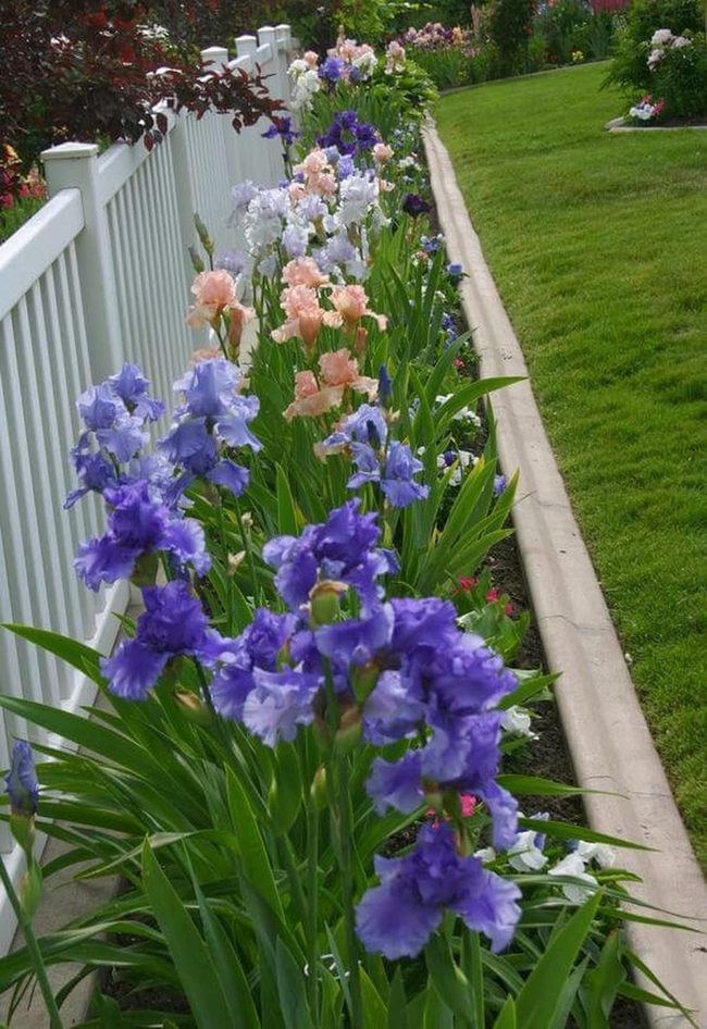 Purple Iris Garden Fence