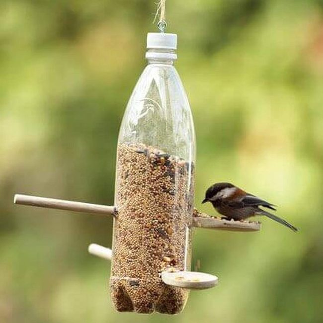 Recycled Bottle Brings Birds Home