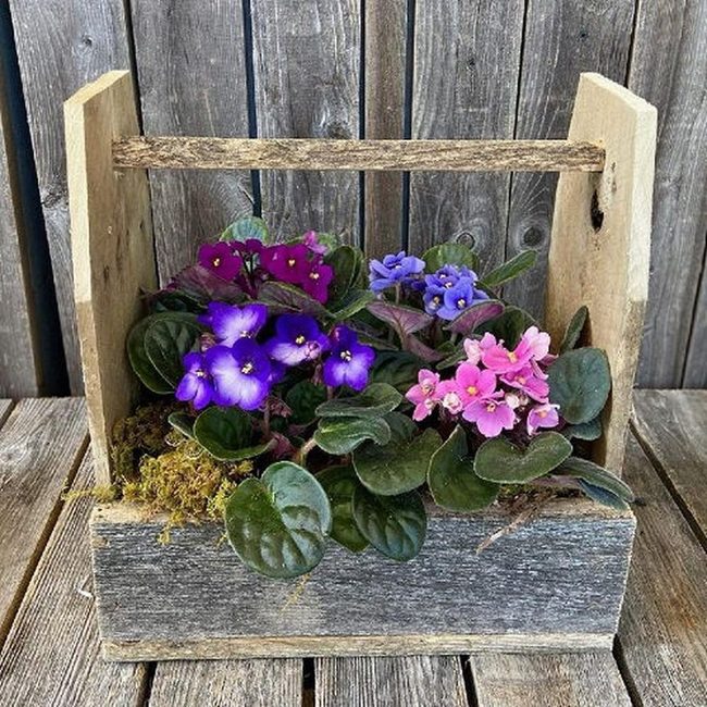Weathered Wood Holds Purple Blooms