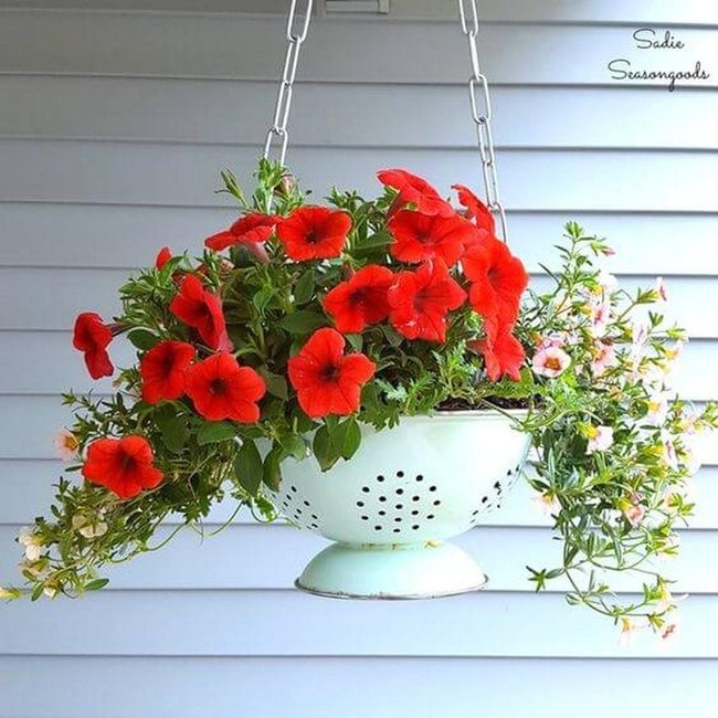 Red Petunias In Vintage Colander