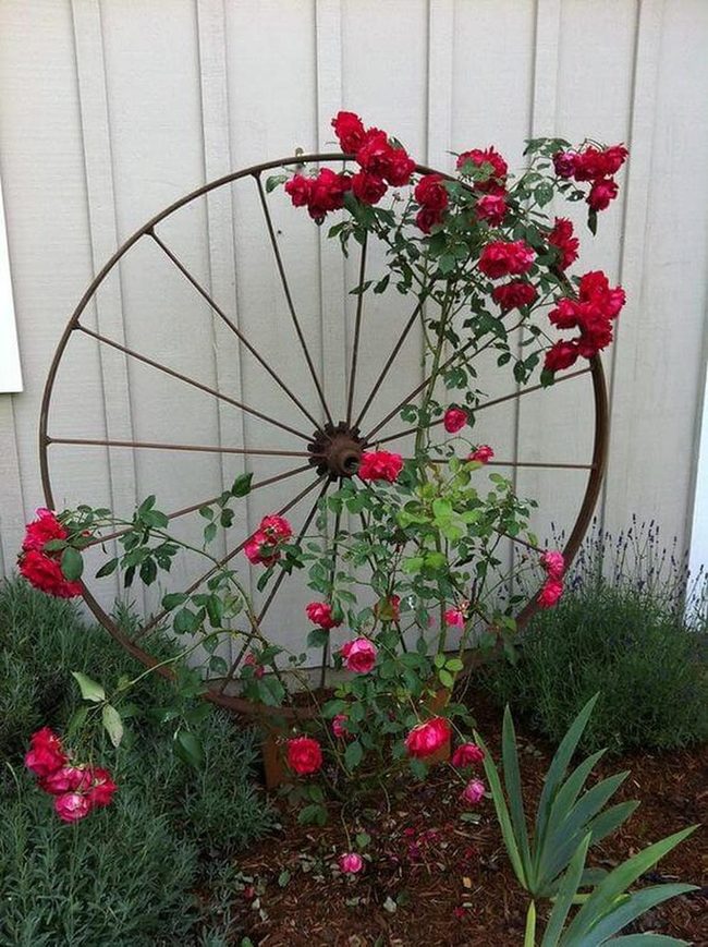 Climbing Roses Through Vintage Wagon Wheel
