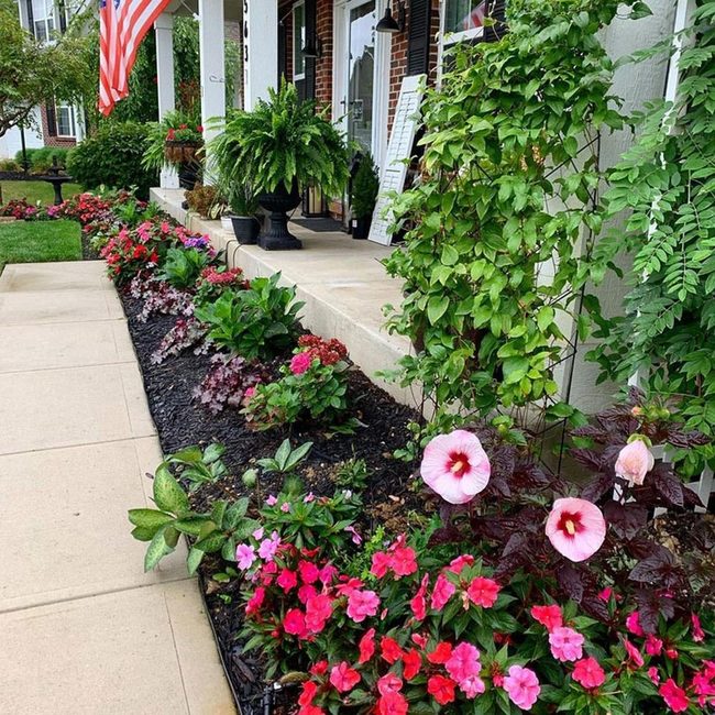 Pink Hibiscus Red Phlox Colonial