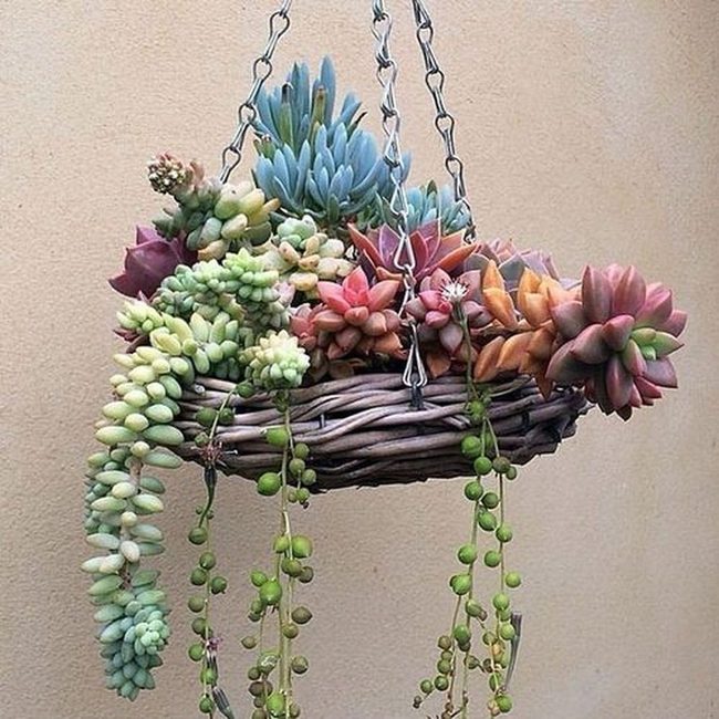 Cascading Succulents Purple Pink Green