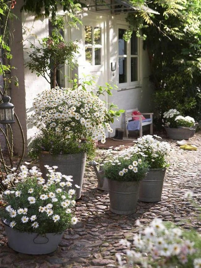 White Daisies Path Garden Entry