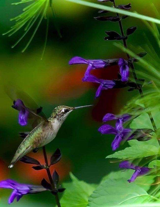 Purple Flowers, Hovering Hummingbird
