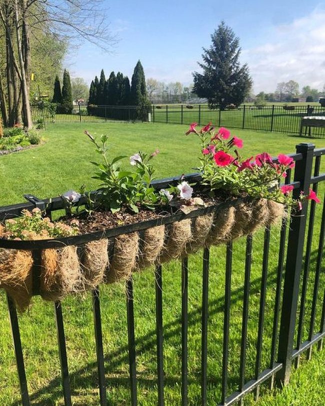 Flowers Blooming Through Wooden Barriers