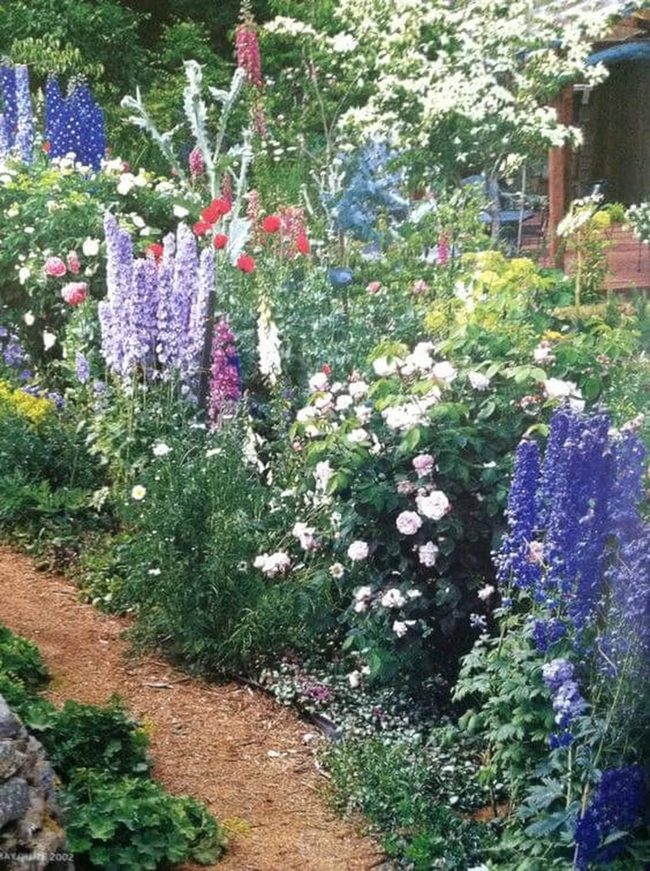Towering Delphiniums Among Blooming Roses