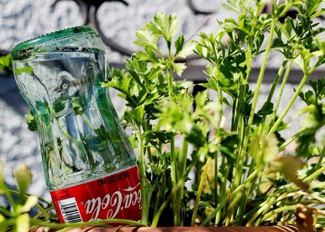 Glass Bottles, Slow-Release Plant Hydration