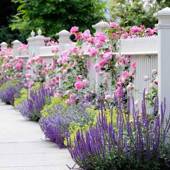 Pink Roses Purple Salvia Garden
