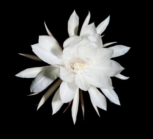 Moonlit White Blooms Succulent