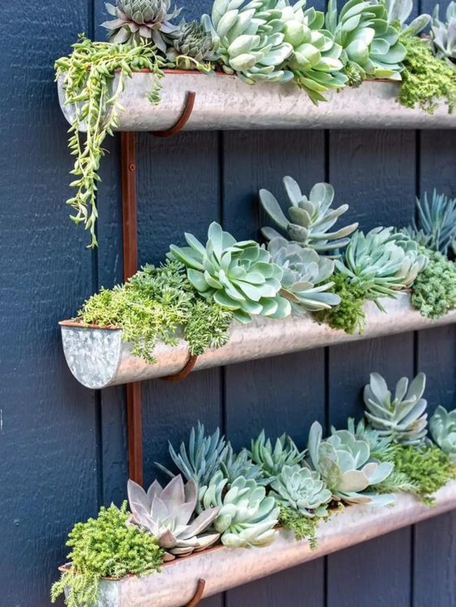 Deep Blue Wall Living Succulents