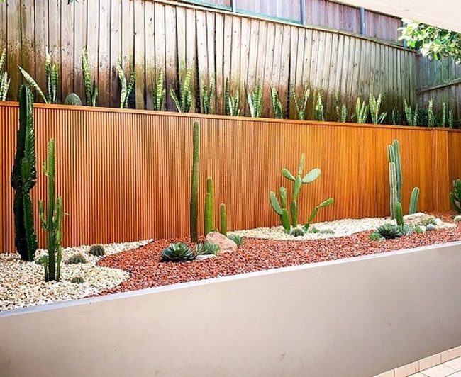 Vertical Snake Plants Meet Spiky Cacti