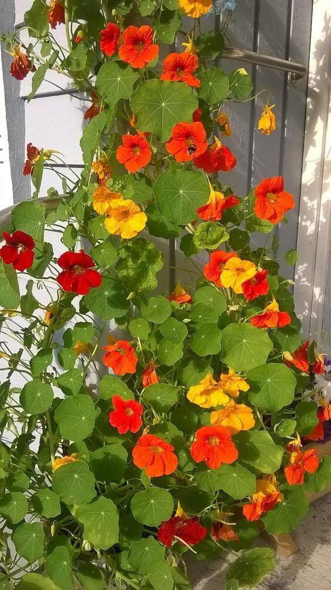 Fiery Orange Nasturtiums, Garden Gold