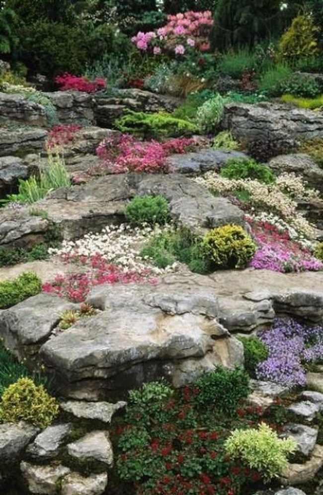 Colorful Flowers Between Gray Stones