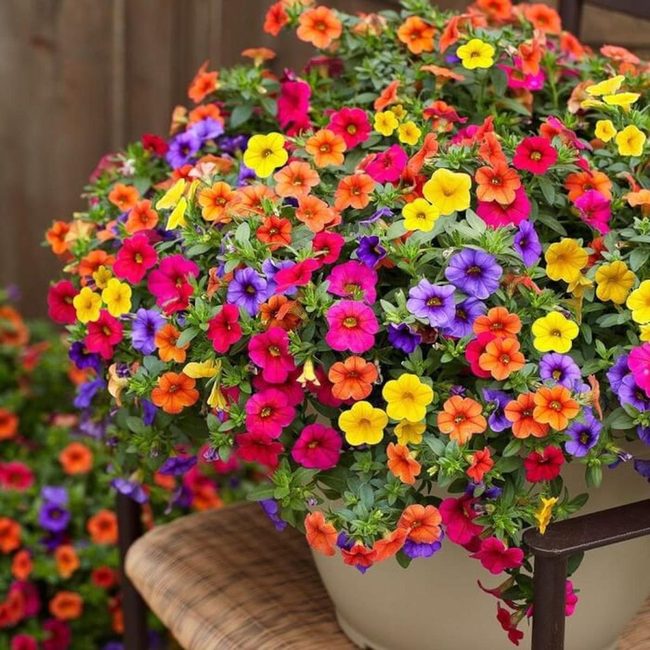 Cascading Yellow Blooms For Patios