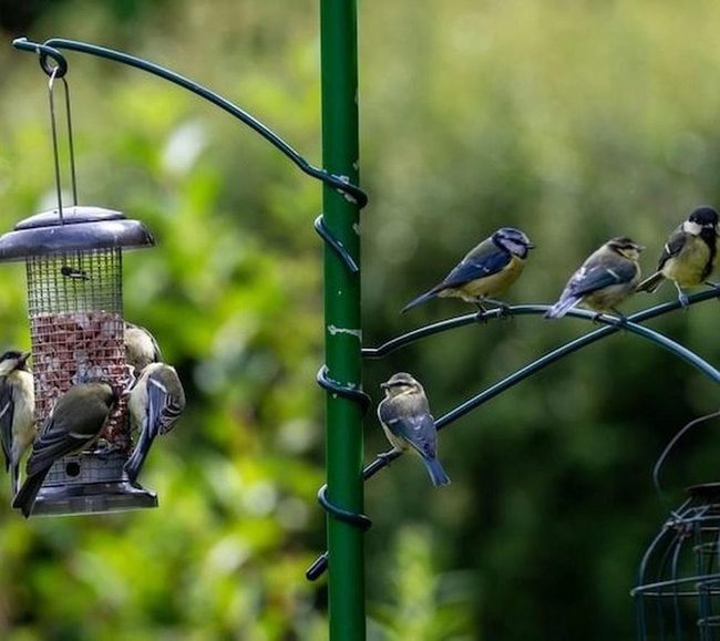 Metal Multi-Perch Bird Feeder