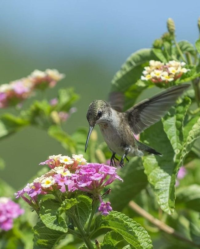 Iridescent Wings Near Pink Flowers