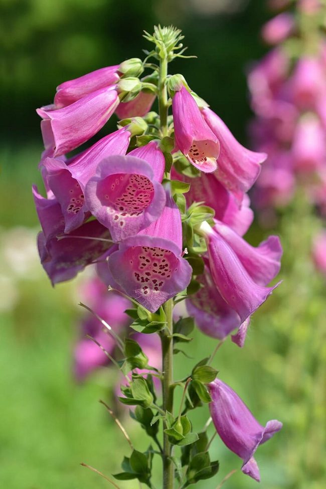 Tall Purple Spikes Self-Seed Forever