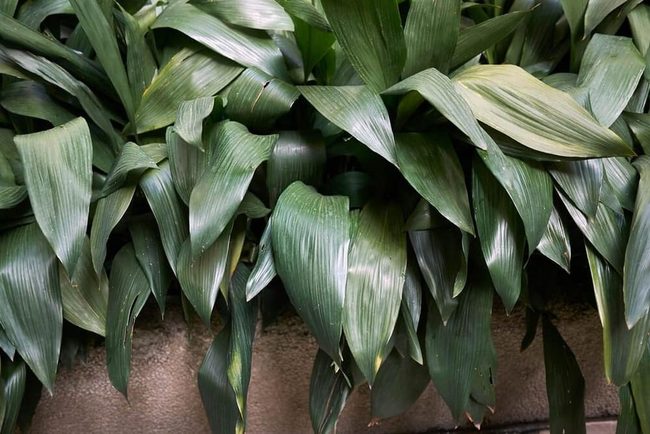 Unbeatable Green For Impossible Shade