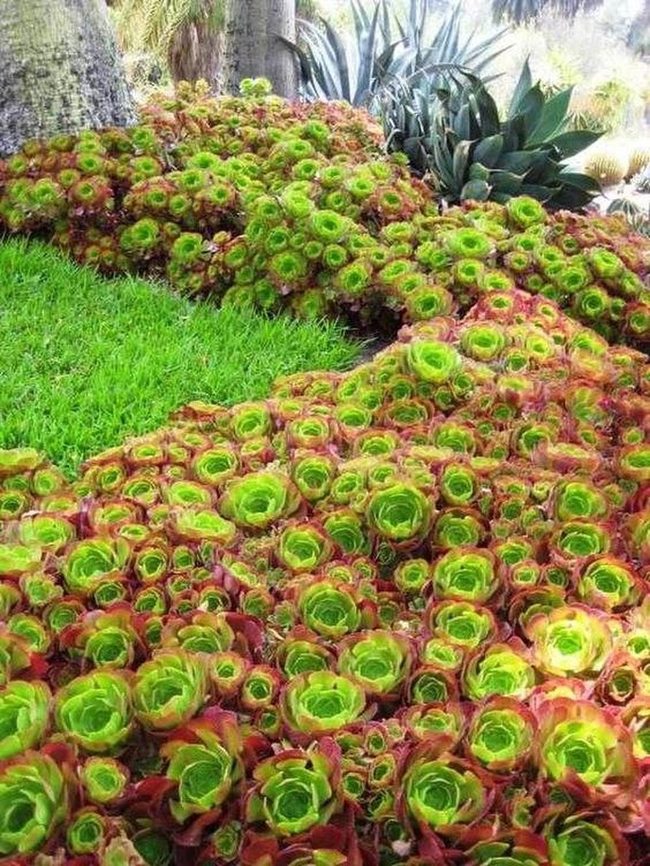 Red And Green Succulent Layers