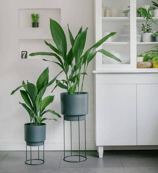 Dark Green Leaves, Low Light Kitchen