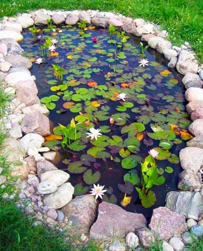 Backyard Pond Brings Wildlife Home