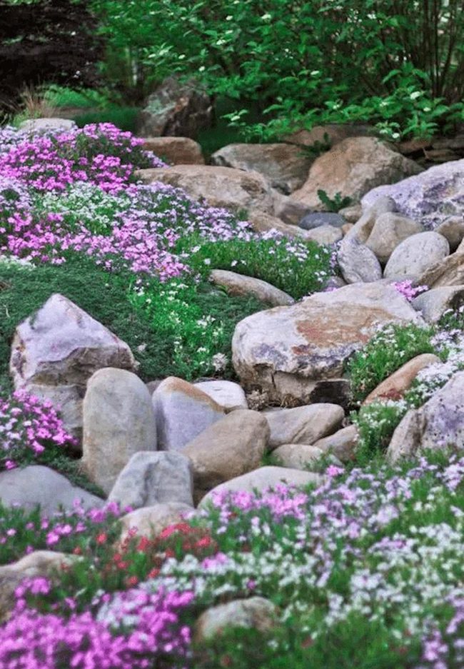 Pink Blooms Through Grey Stone