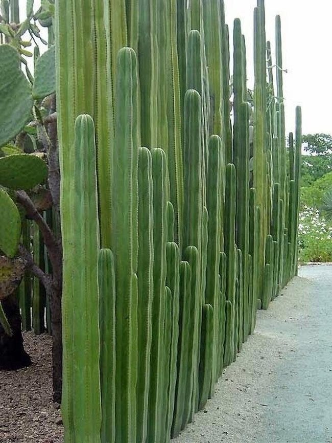 Tall Cacti Desert Garden Sanctuary
