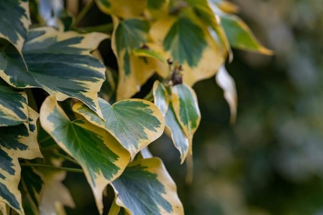 Cream-Edged Ivy Thrives Effortlessly
