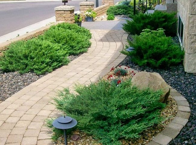 Deep Green Junipers Desert Anchor