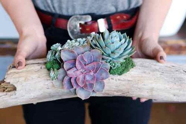 Salvaged Wood Succulent Displays