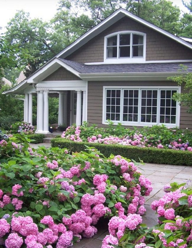 Pink And Lavender Hydrangea Clusters