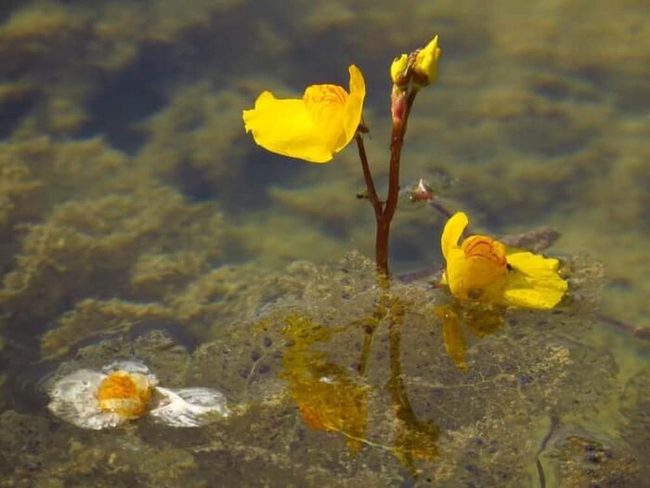 Yellow Orchid Flowers Meet Carnivorous Pest Control