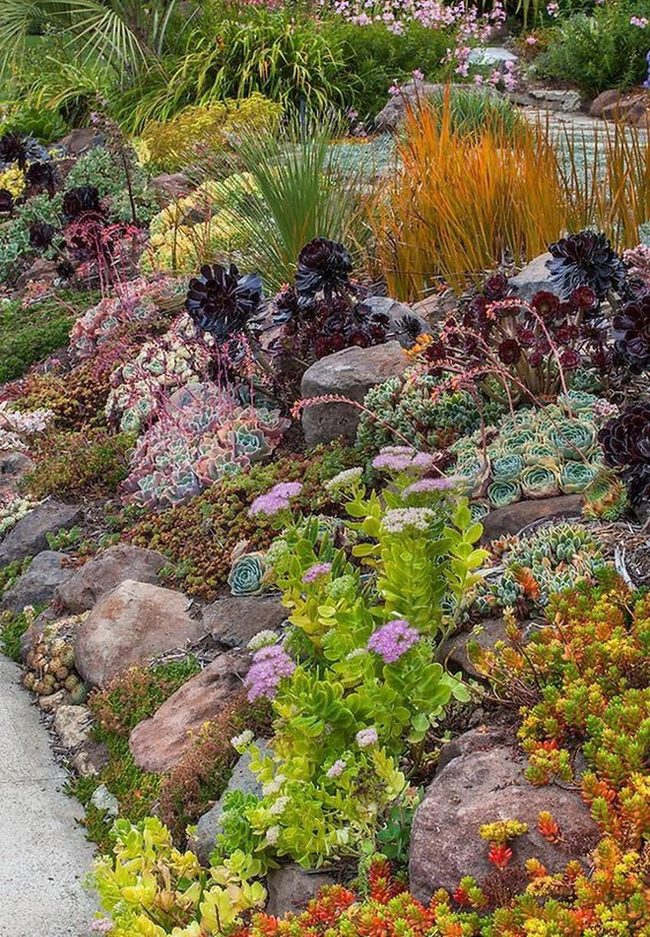 Orange Grasses With Purple Succulent Garden