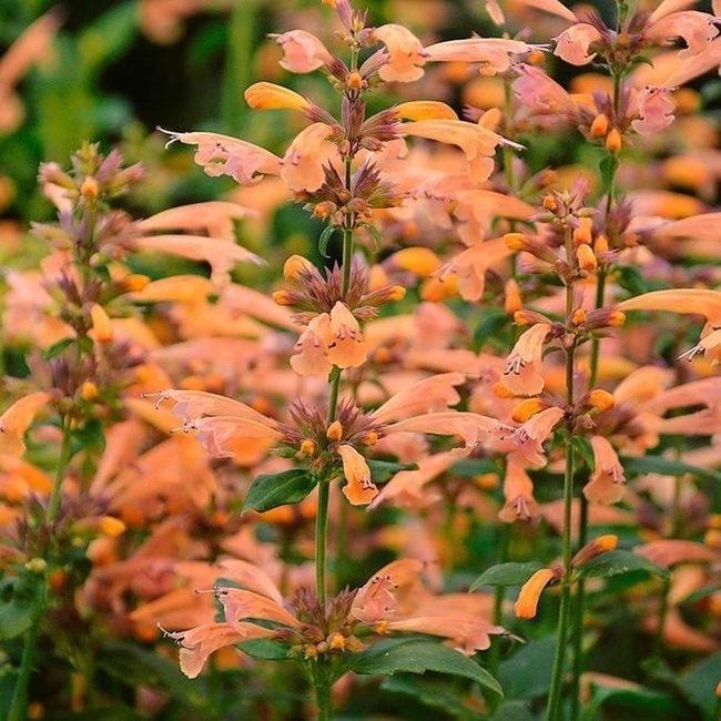 Orange Flower Clusters Garden