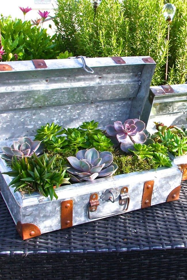 Weathered Suitcase Succulent Garden