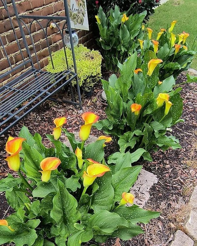 Orange And Yellow Calla Lilies Along Driveways