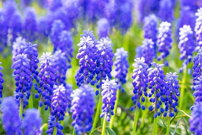 Violet Blue Ombre Perfection