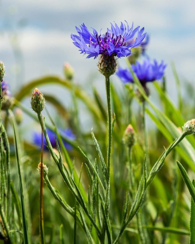 Deep Blue Pollinator Powerhouse