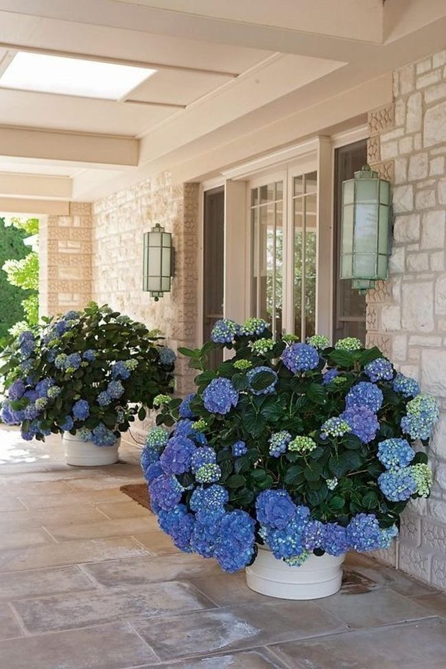 Deep Blue Hydrangeas Frame Entry
