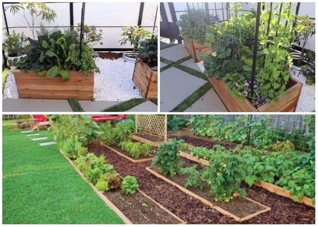Homegrown Produce, Zero Grocery Bills