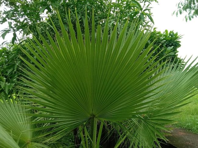 Compact Fan Palm Indoor Green