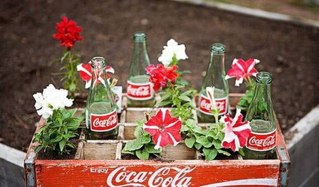 Colorful Petunias In Vintage Crates