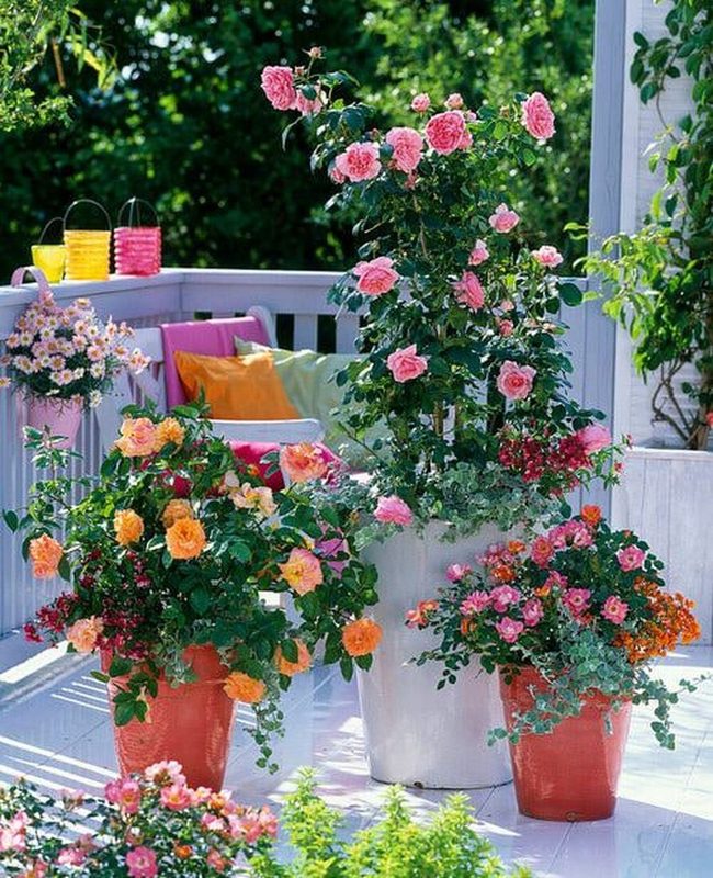 Lavender And Jasmine Balcony Garden