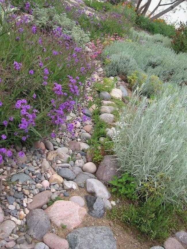 Smooth Stones, Drought-Resistant Plants