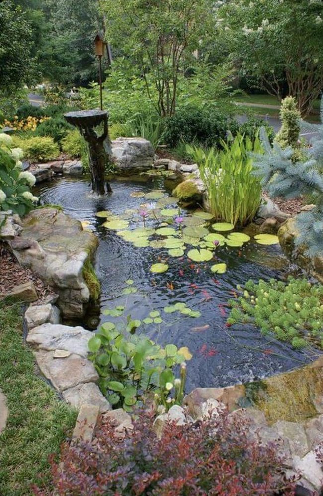 Koi Pond With Blooming Garden Edges